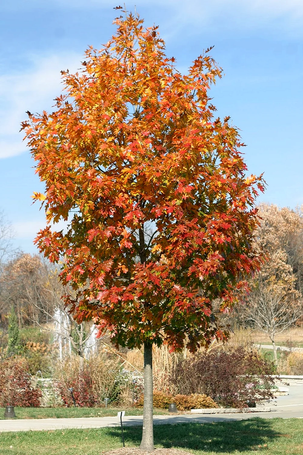 Дуб красный Северный Quercus rubra