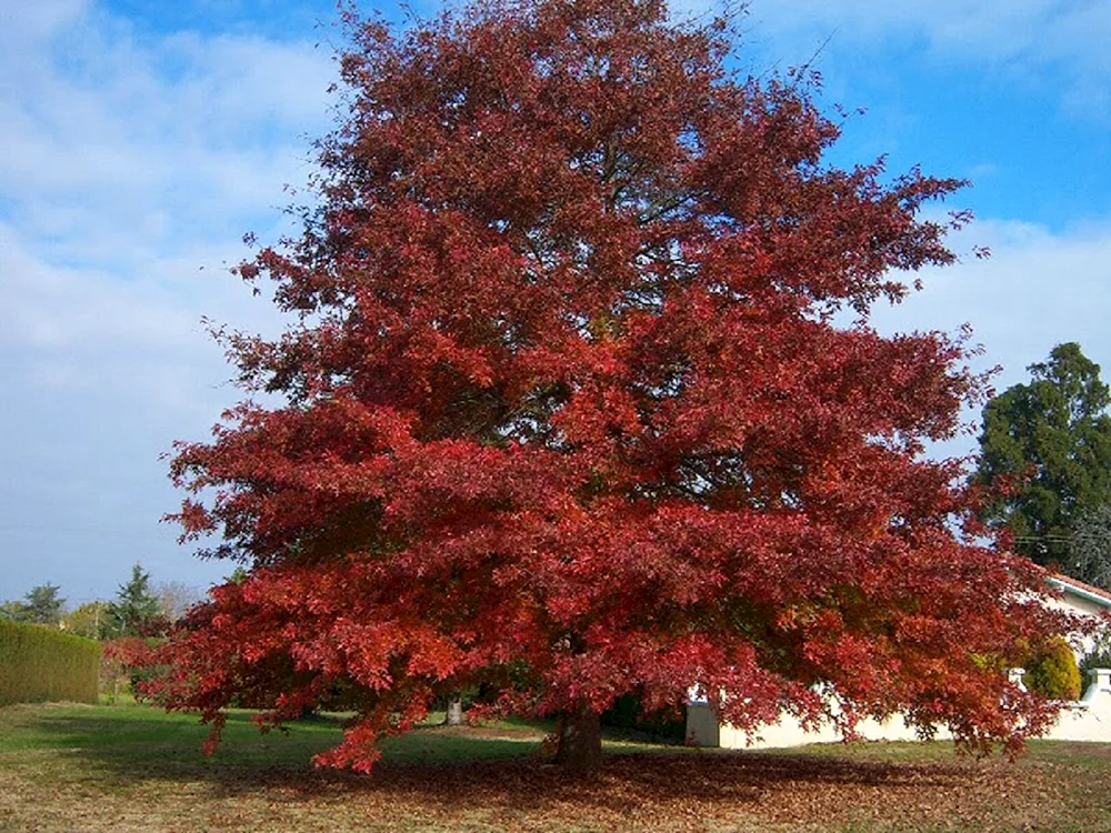 Дуб красный Северный Quercus rubra