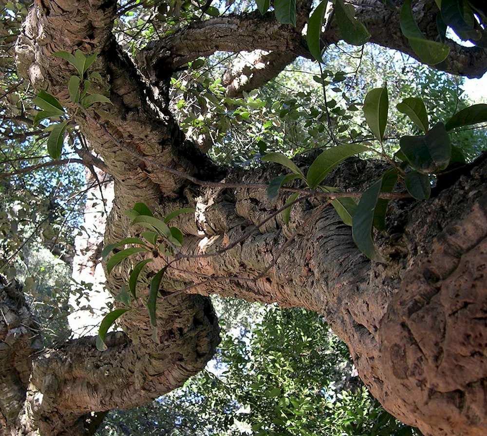 Дуб пробковый в Никитском Ботаническом саду