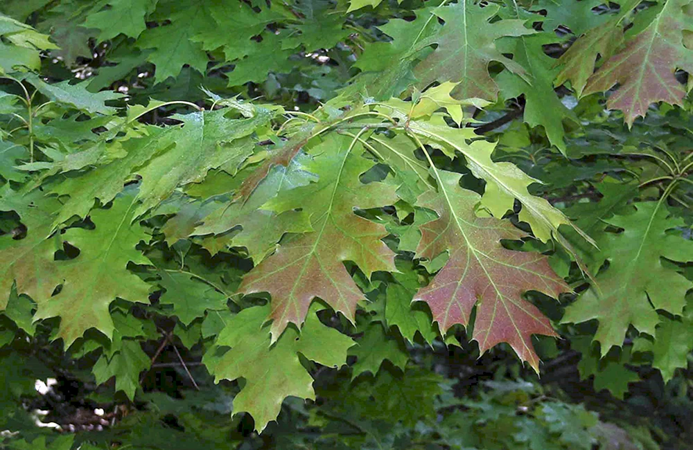 Дуб Quercus rubra