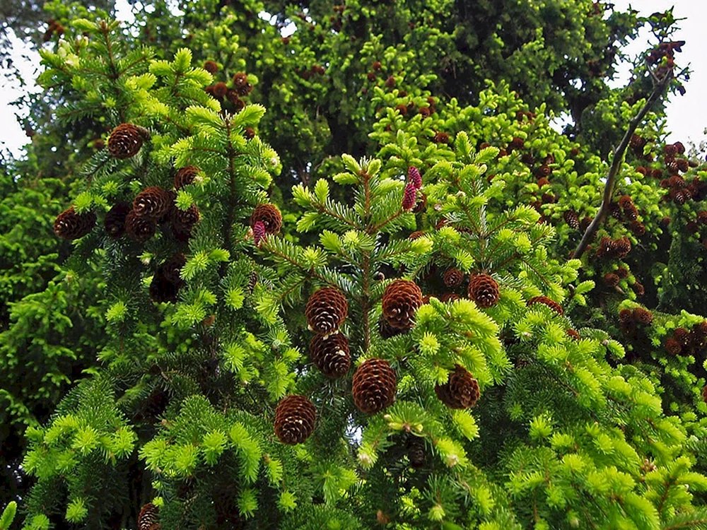 Ель Сибирская Picea obovata l. 