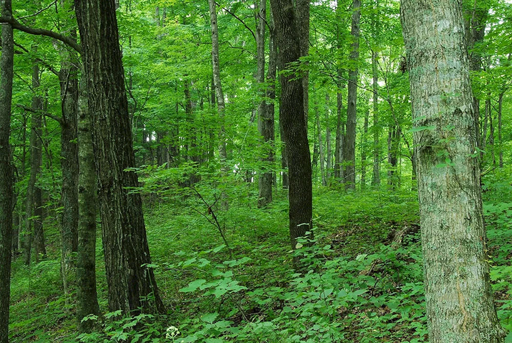 Елово широколиственный лес