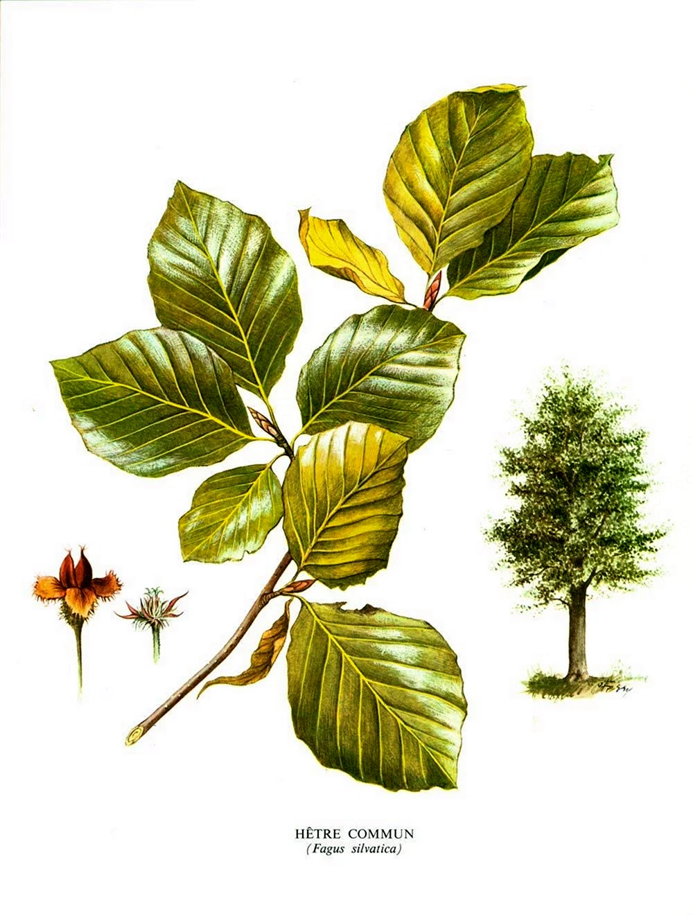 Fagus orientalis Ботанический атлас
