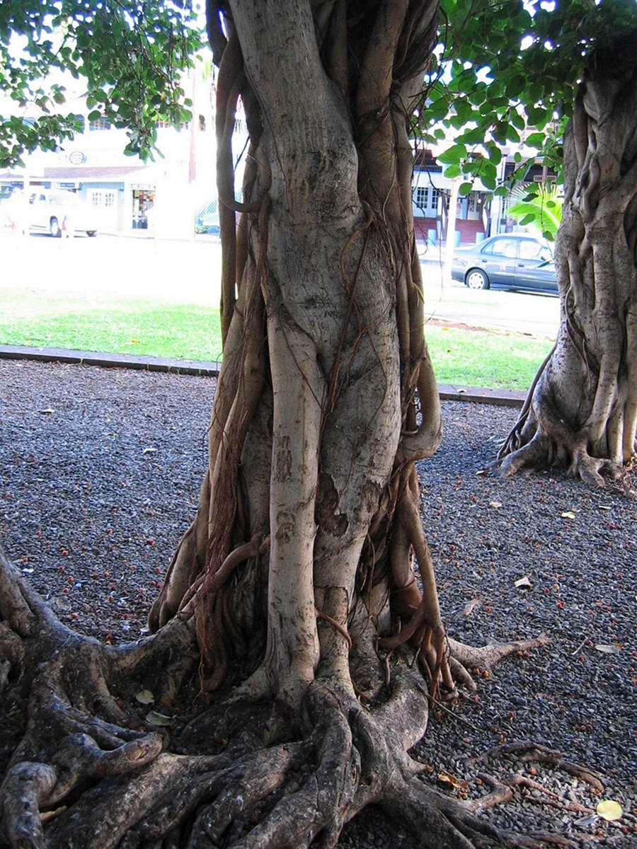 Ficus religiosa ствол
