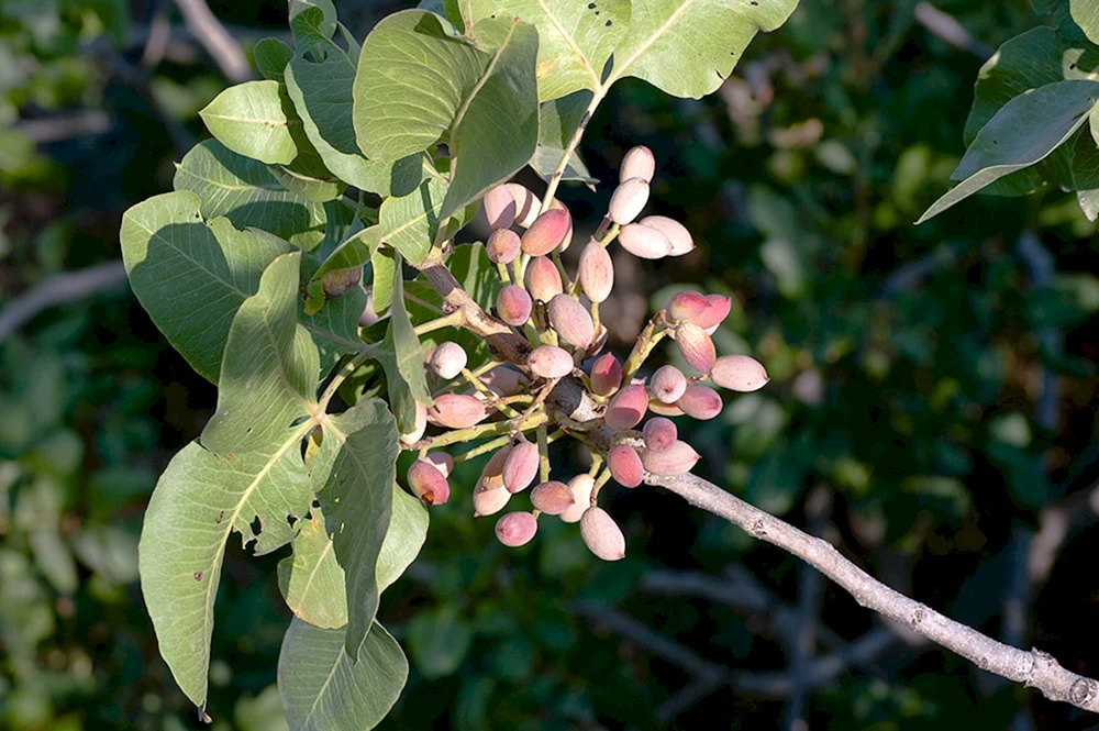 Фисташка орех дерево