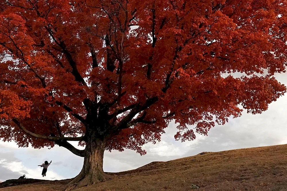 Фото клёна осенью с красными листьями