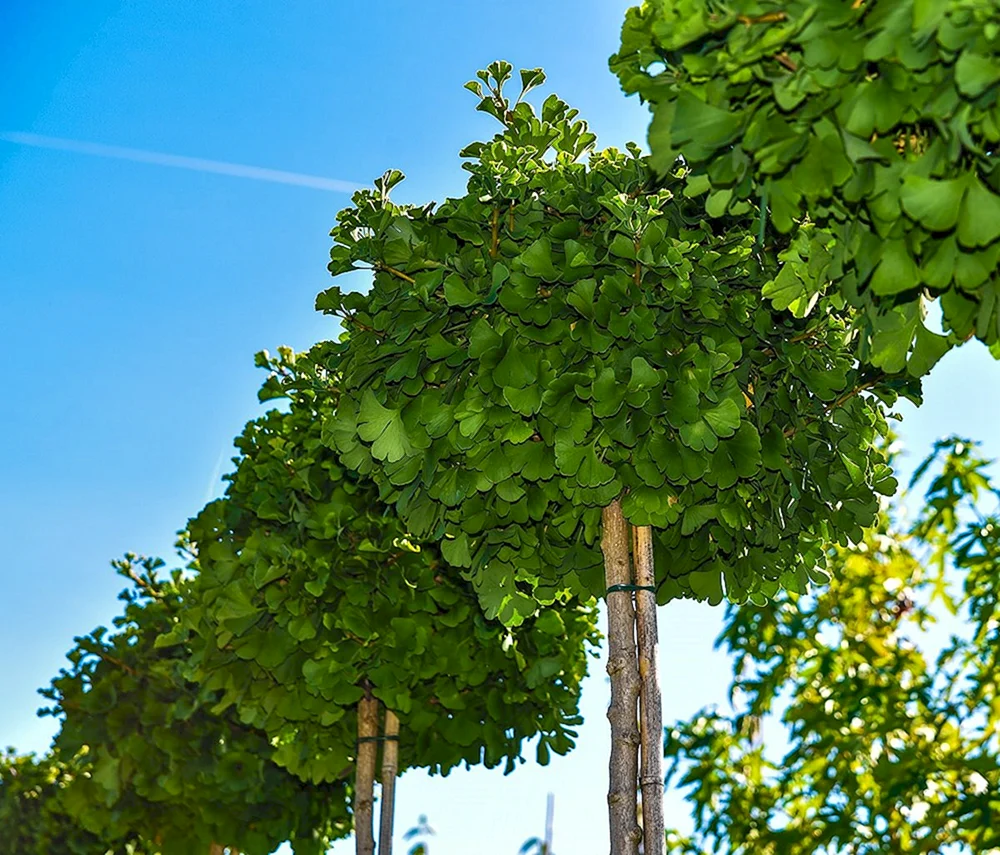 Гинкго двулопастной деревья