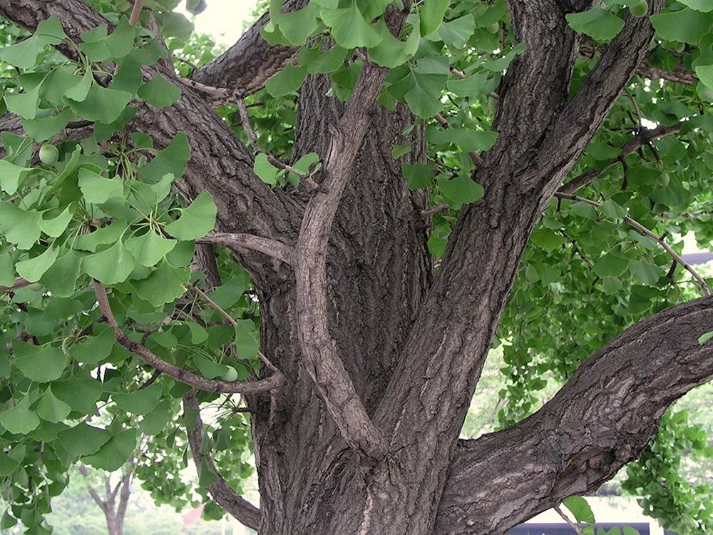 Гинкго двулопастный дерево
