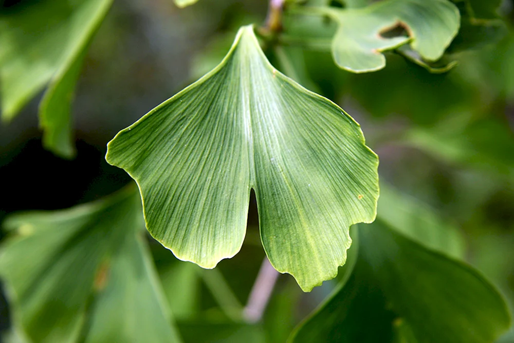Гинкго двулопастный лист