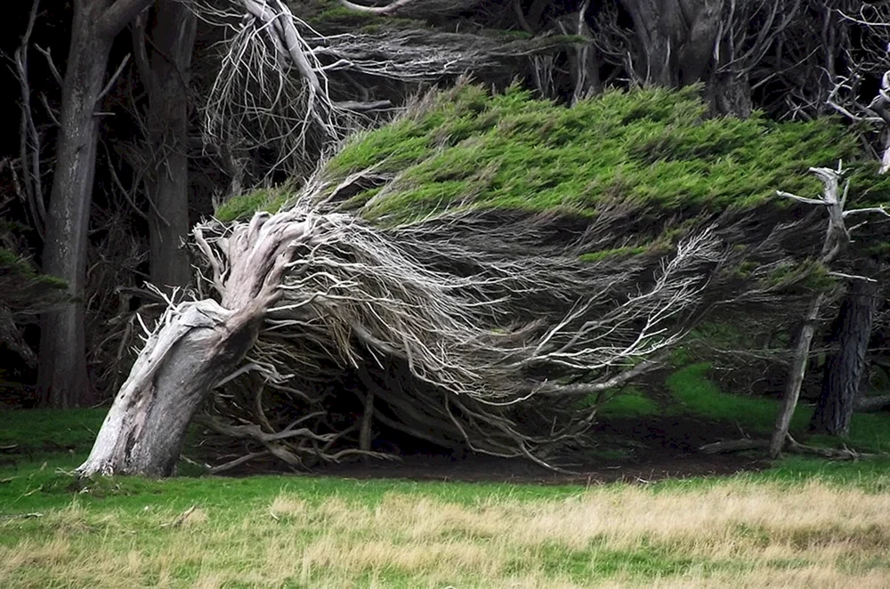 Гнутые деревья на слоуп Пойнт - новая Зеландия