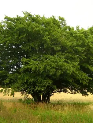 Граб дерево