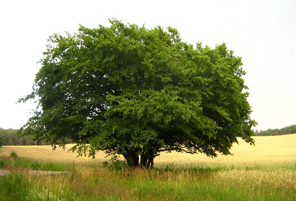 Граб дерево