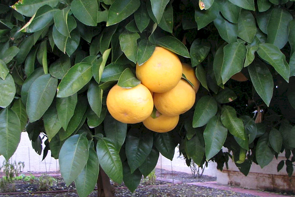 Грейпфрут плодовитое дерево