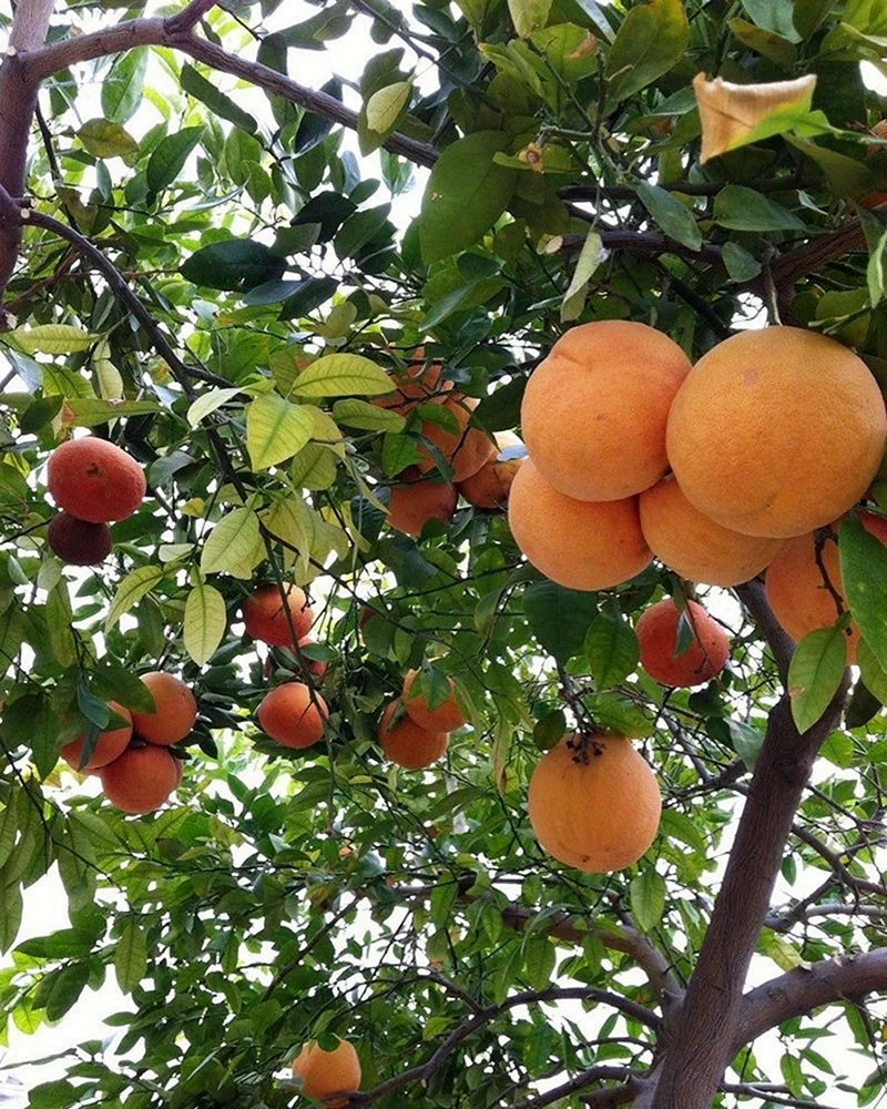 Грейпфрутовое дерево