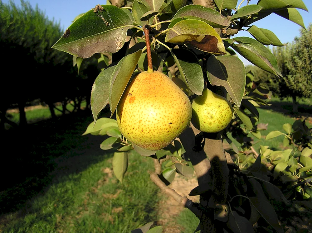 Груша. Pear Tree Williams