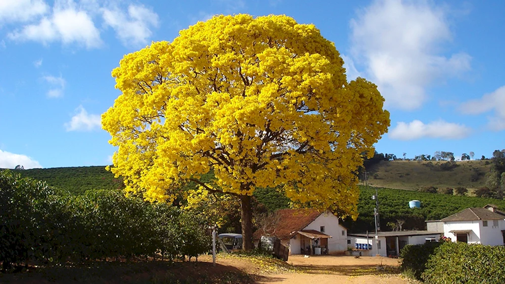 Гуаякан дерево