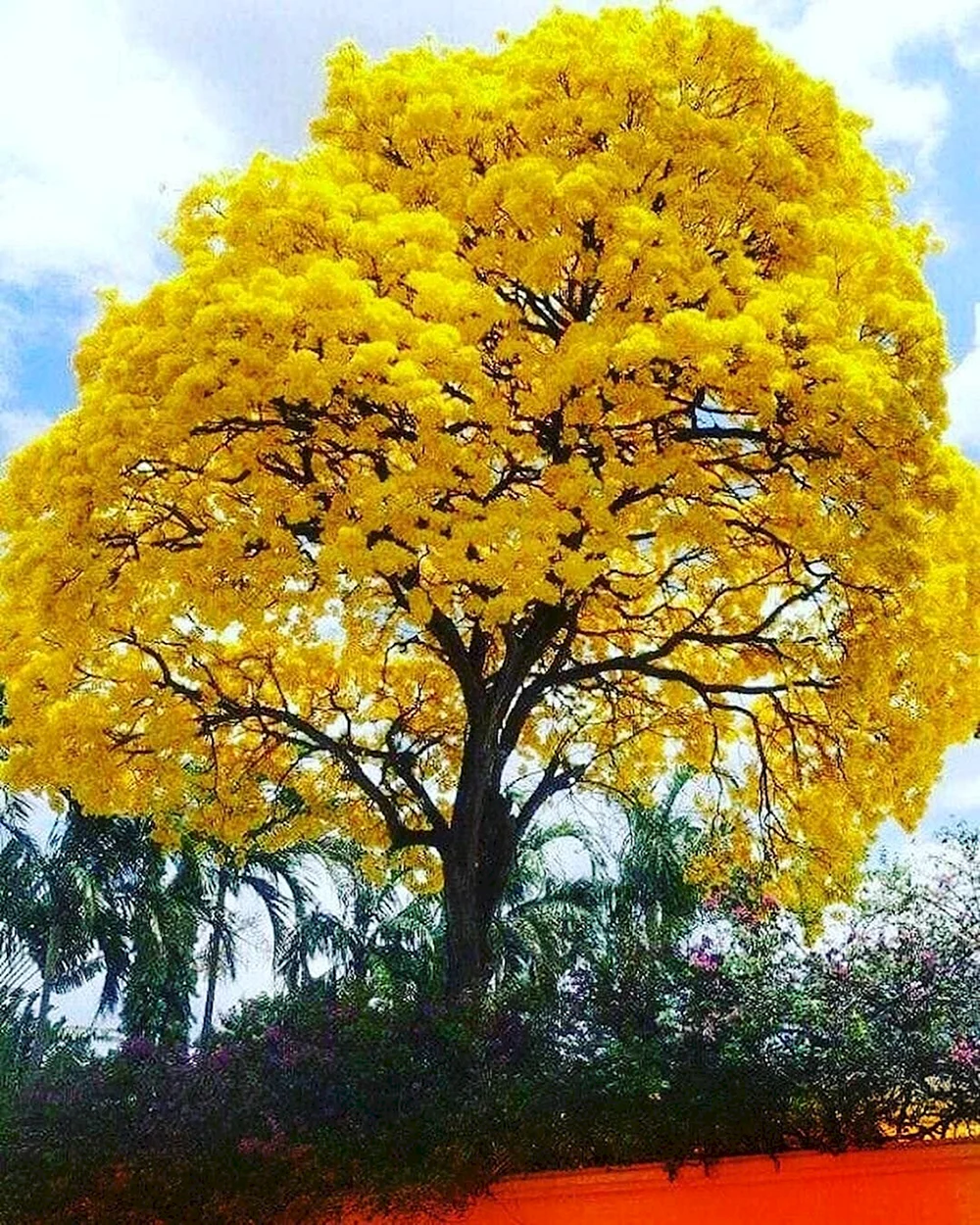 Guayacan дерево