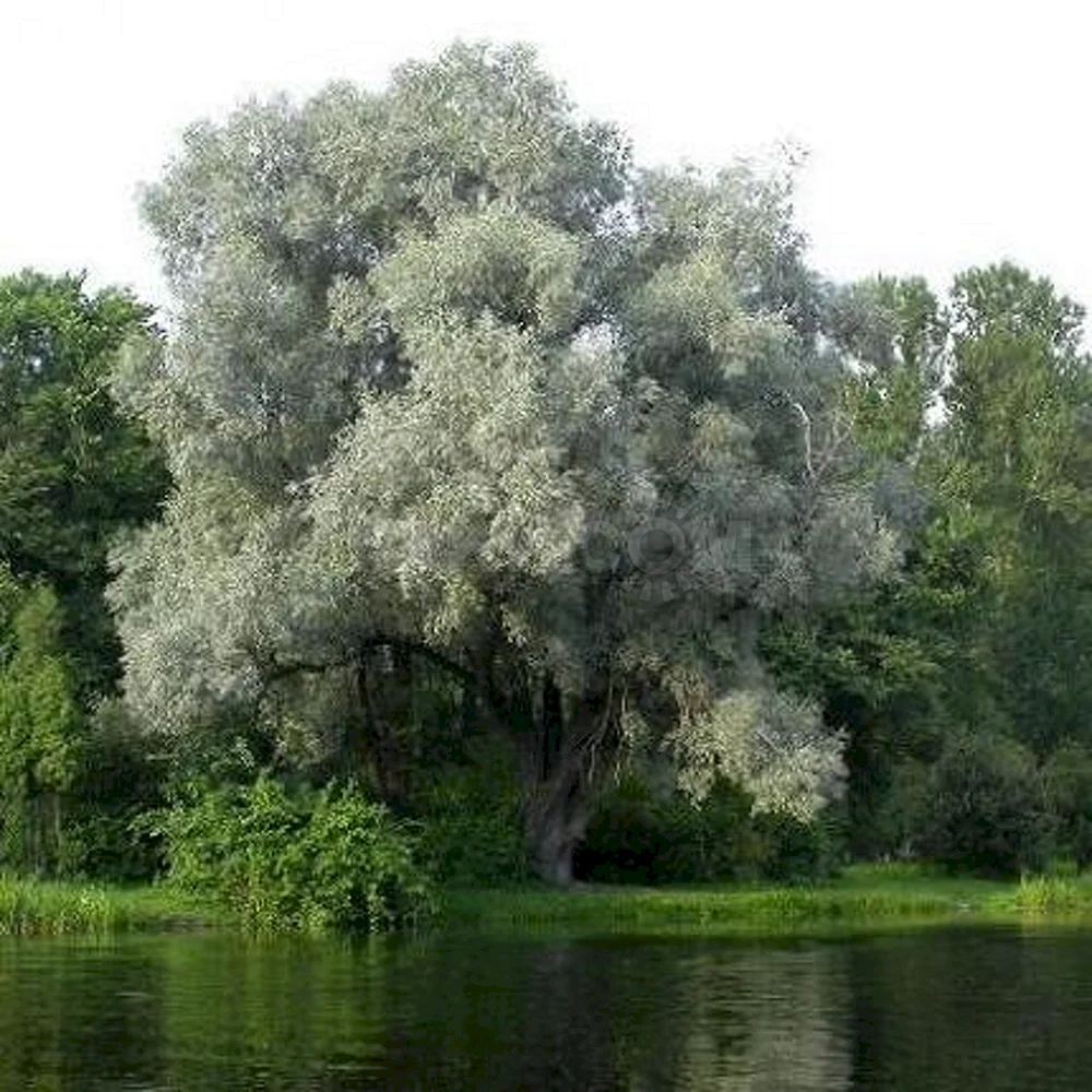 Ива белая Salix Alba