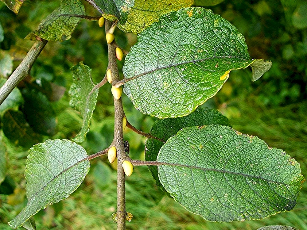 Ива бредина Salix caprea