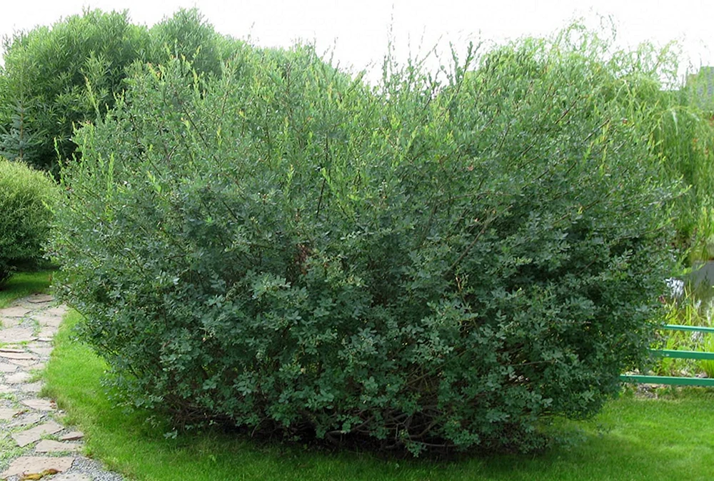 Ива Черничная Salix myrtilloides