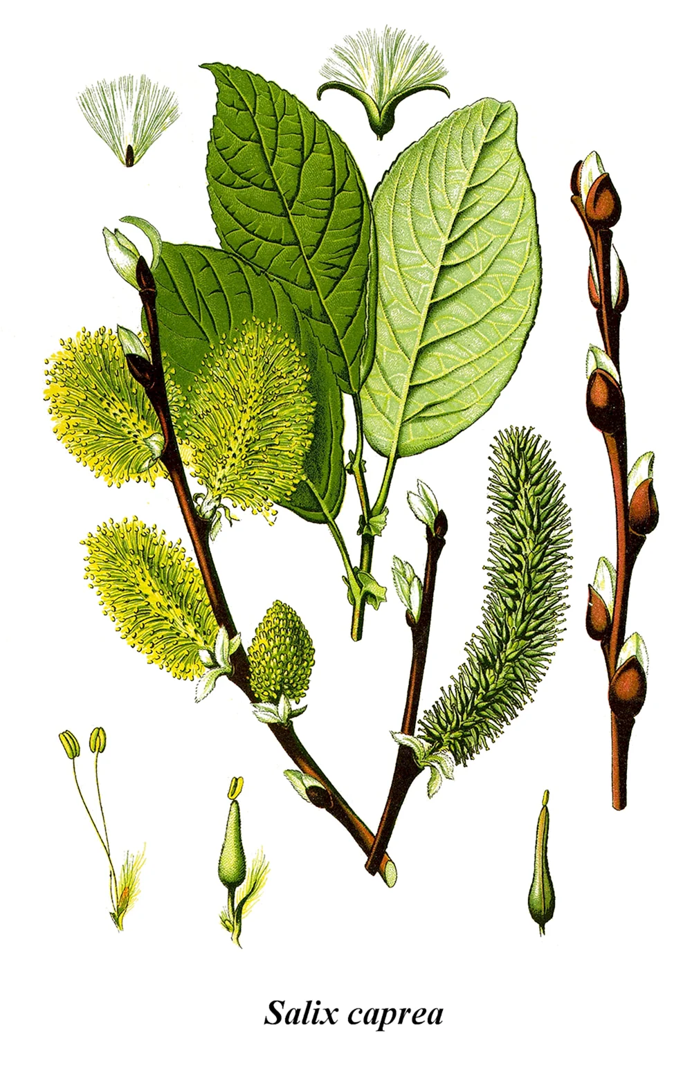 Ива Козья бредина – Salix caprea