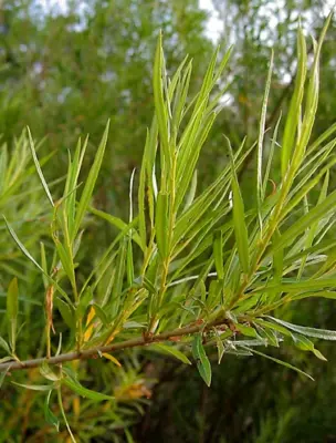 Ива прутовидная Salix viminalis