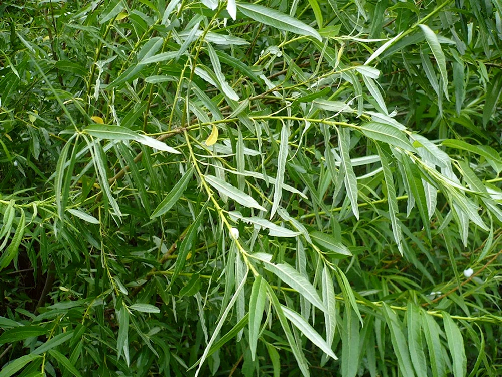 Ива прутовидная Salix viminalis