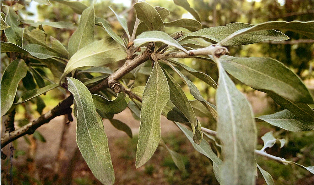 Ива серебристая лохолистная Salix elaeagnos