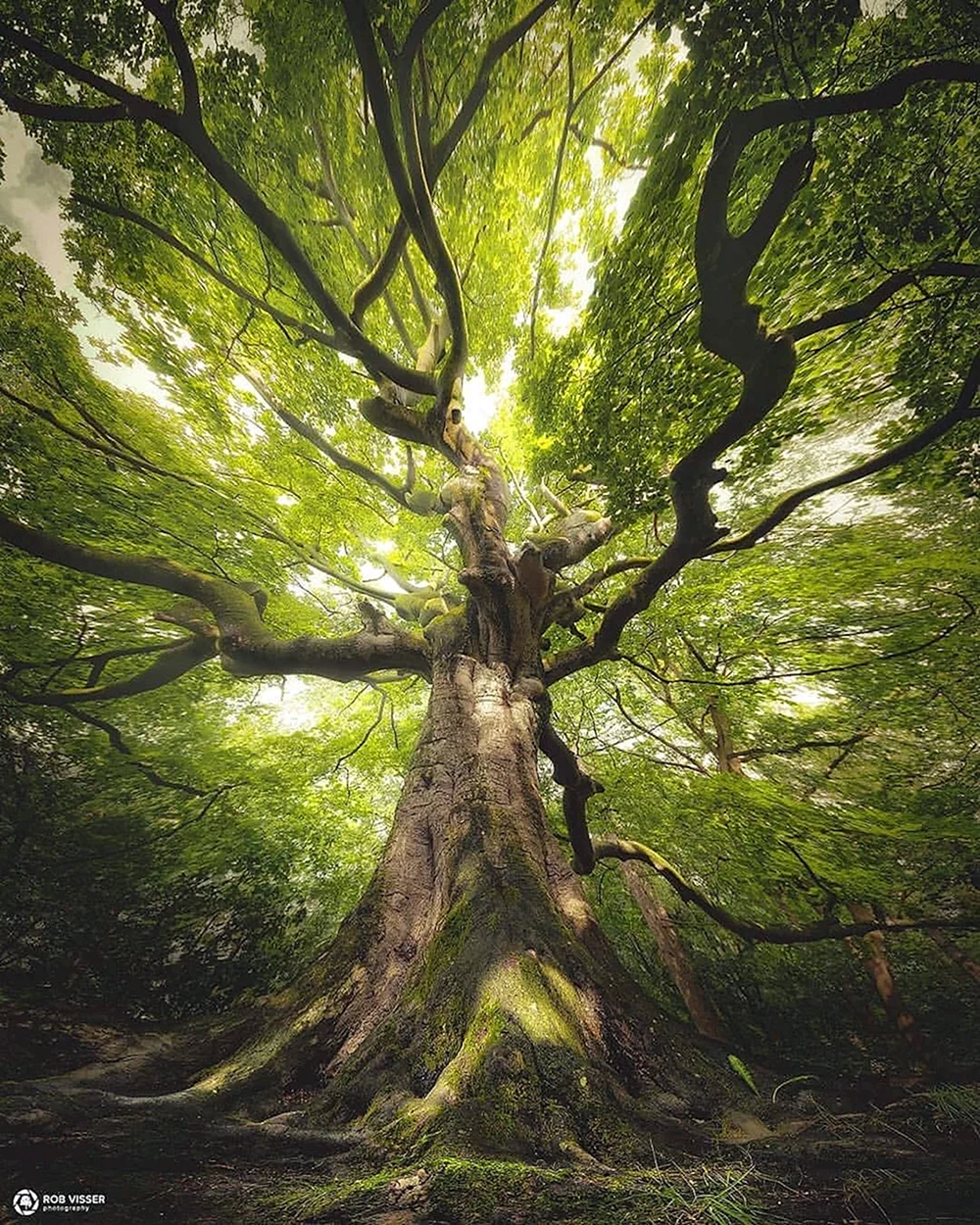 Извилистое дерево