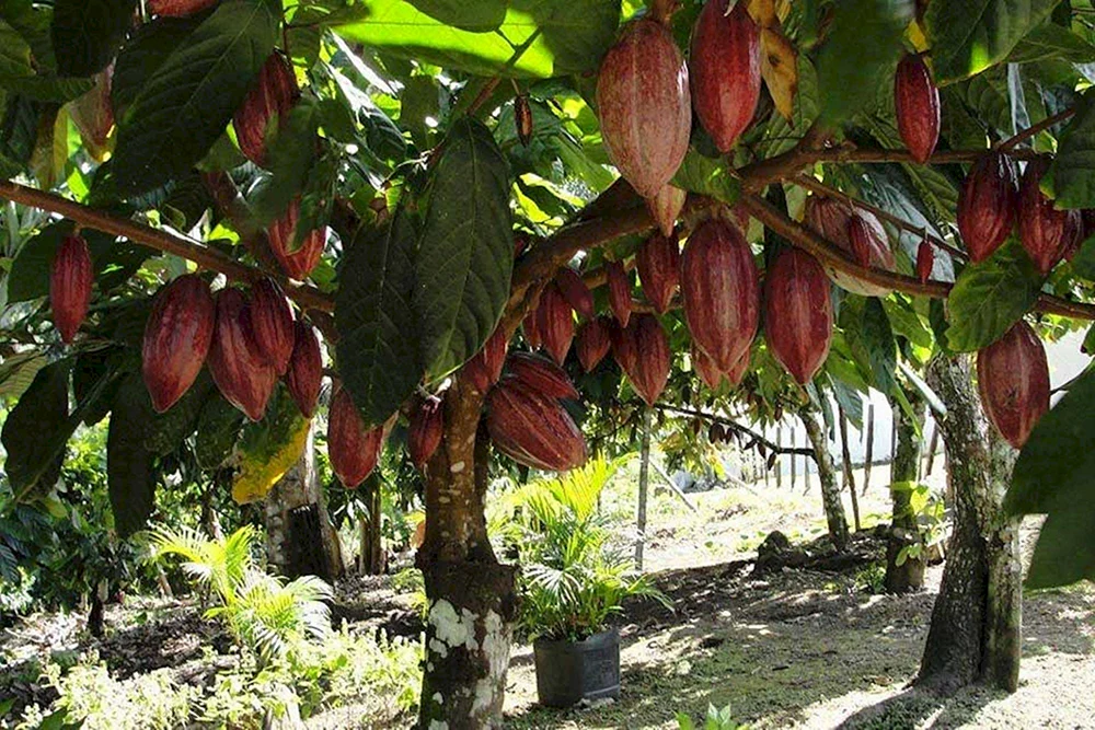 • Какао-дерево Theobroma Cacao