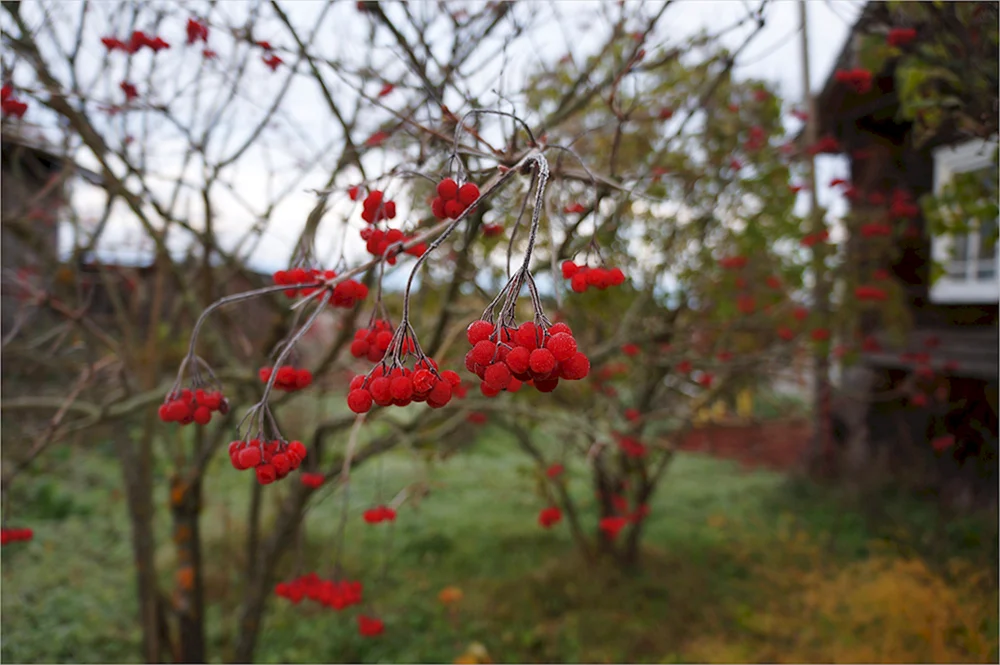 Калина красная куст осенью