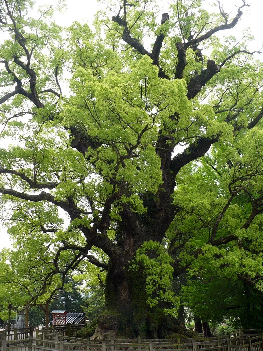 Камфорное дерево в Японии