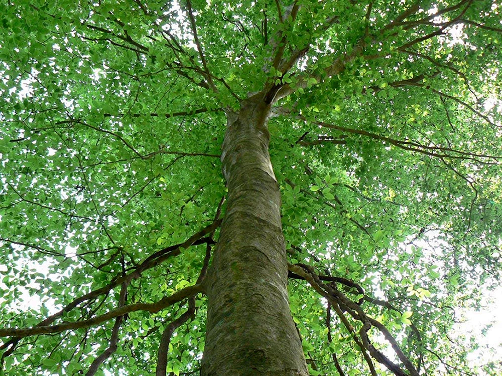Камфорные деревья в Абхазии