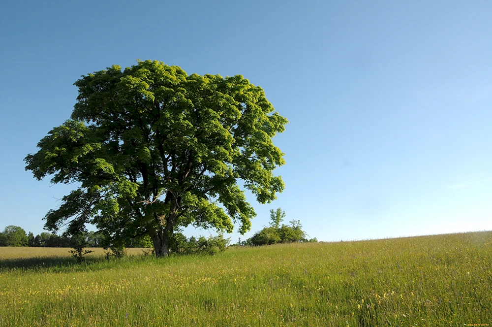 Караич дерево