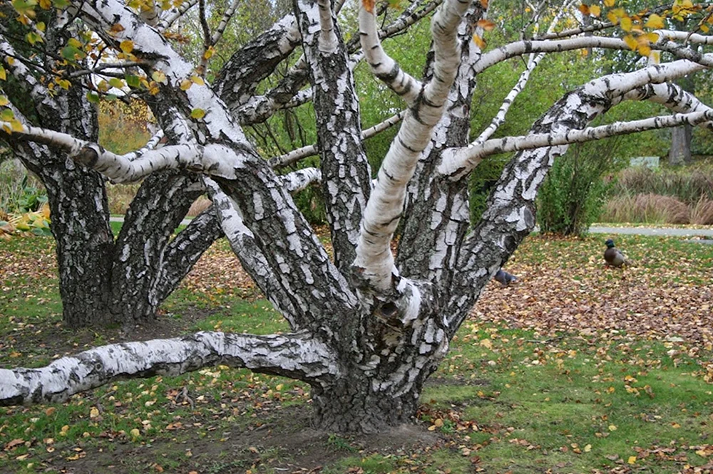 Карельская береза дерево