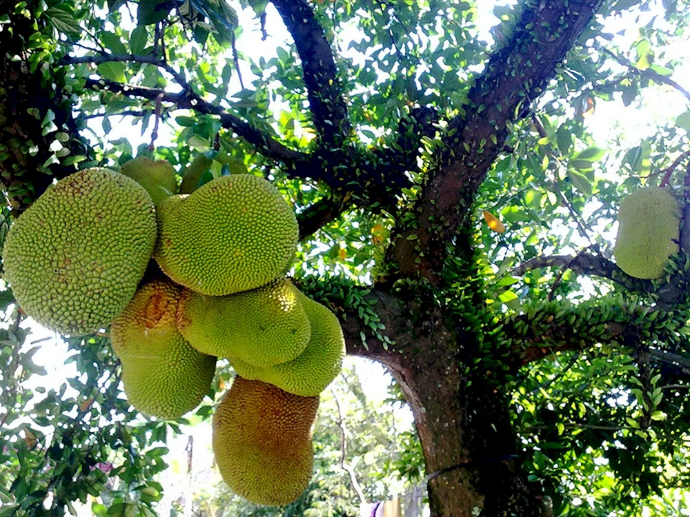 Хлебное дерево джекфрут