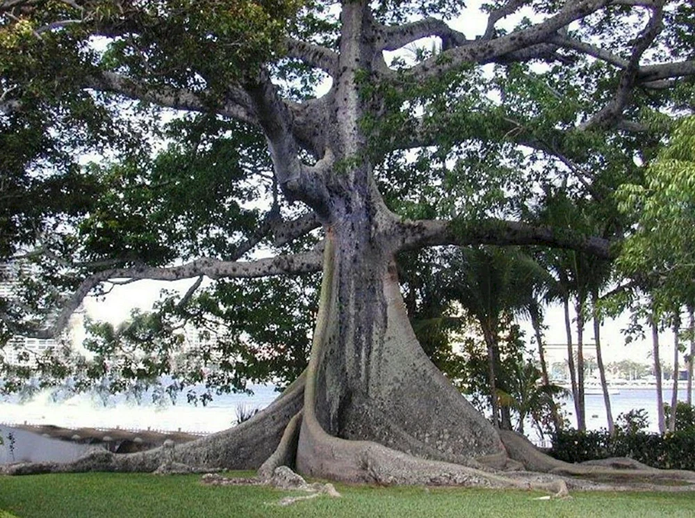 Хлопковое дерево Сейба