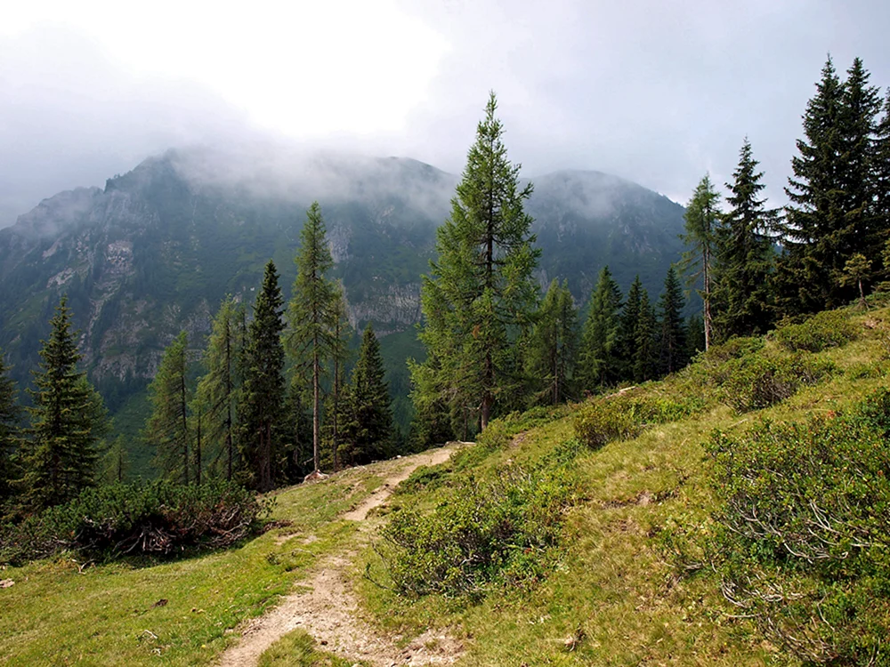 Хвойный лес и горы горный Алтай
