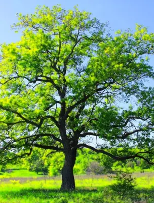 Киаат дерево