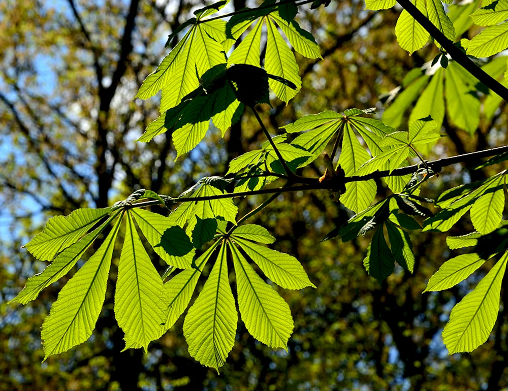 Клен ясенелистный лист