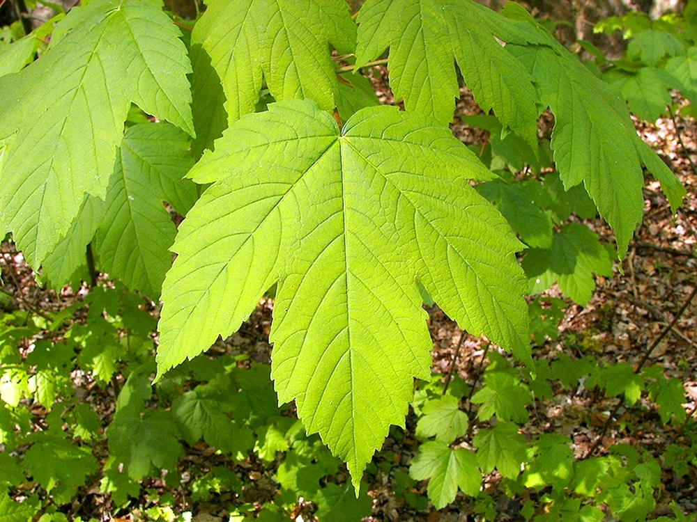 Клен Явор – Acer pseudoplatanus l.