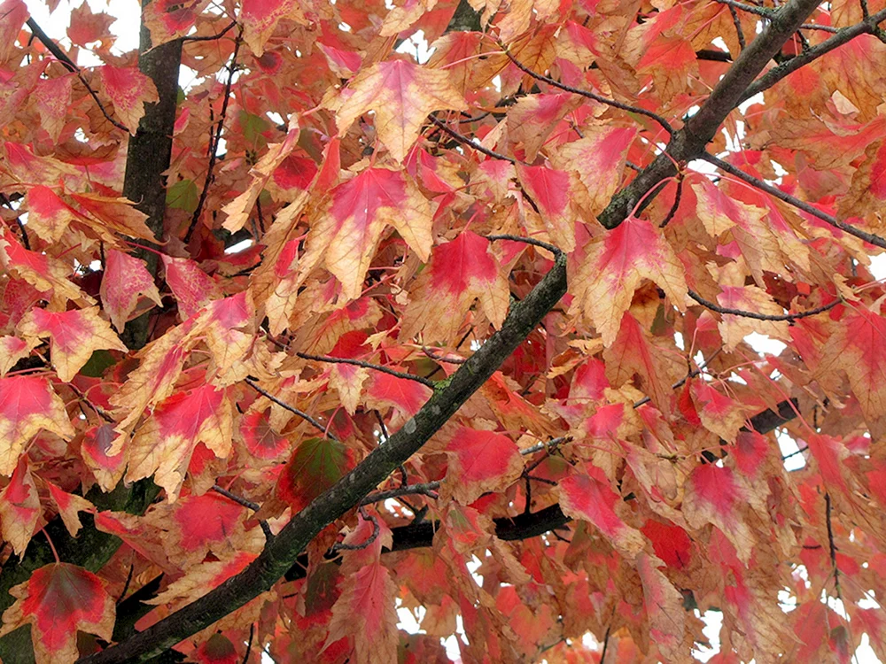 Клен красный Acer rubrum
