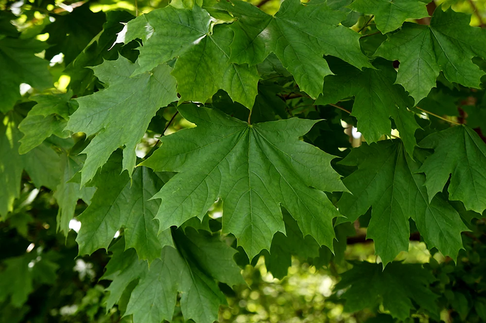 Клен остролистный Acer platanoides