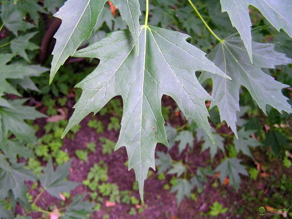 Клен серебристый Acer saccharinum