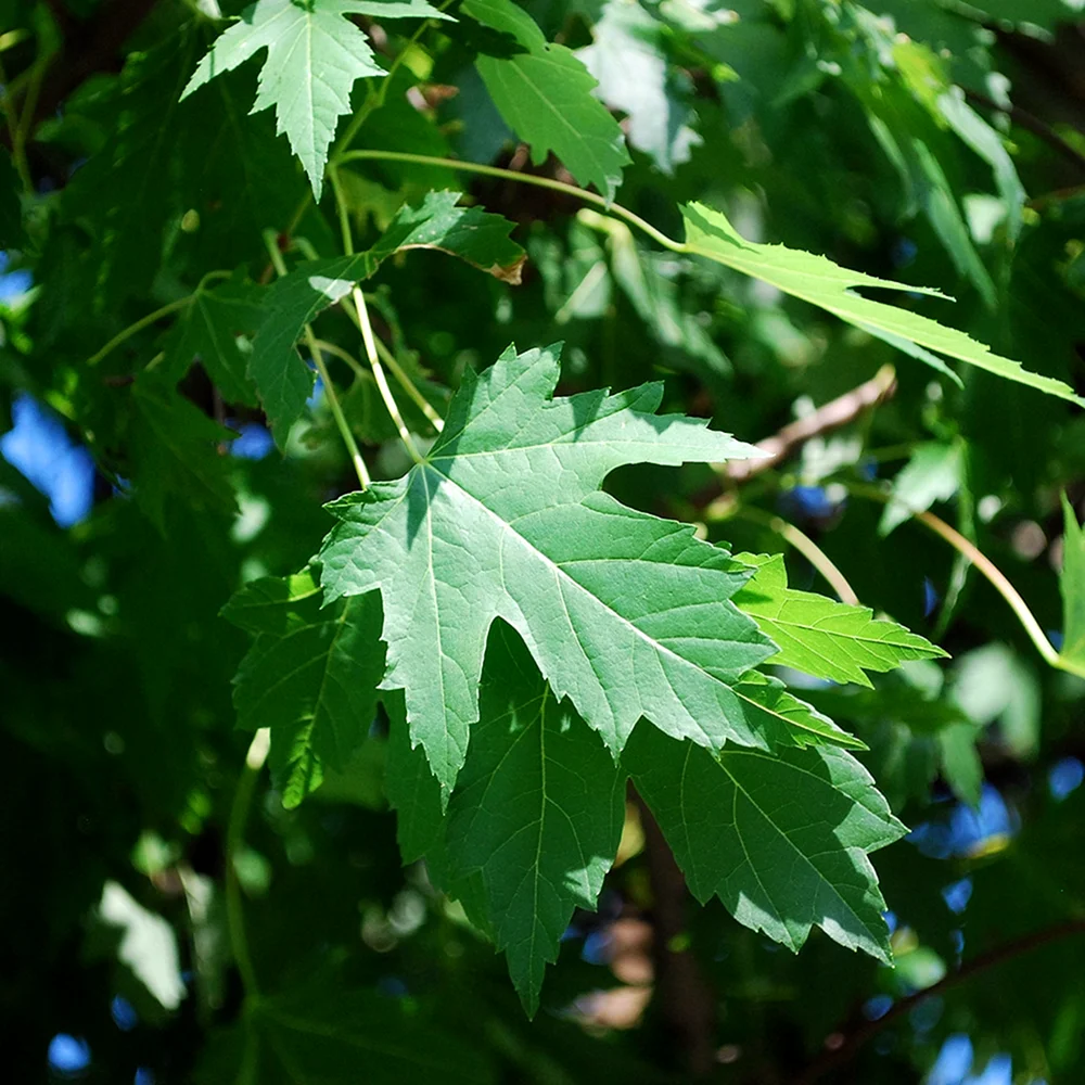 Клен серебристый Acer saccharinum