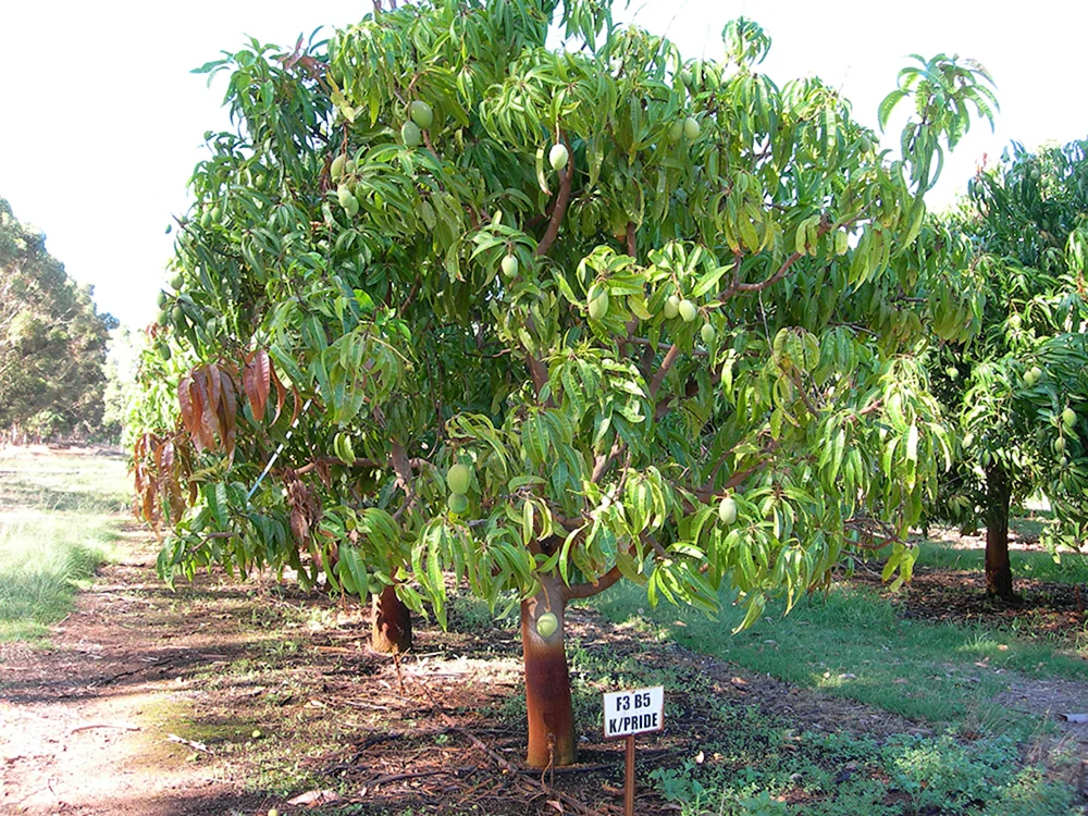 Королевское манго дерево