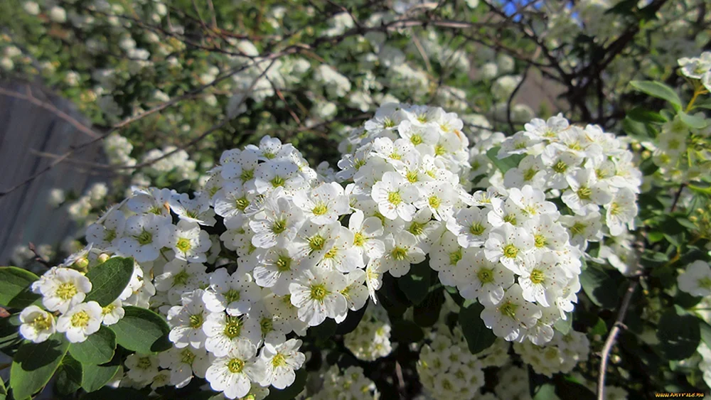Кустарник с белыми цветами цветет весной