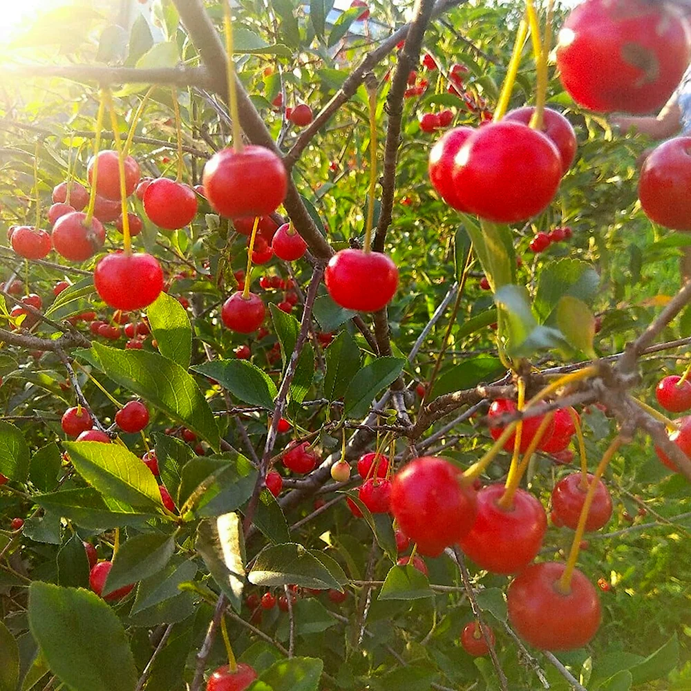 Кустовая вишня Брусницына