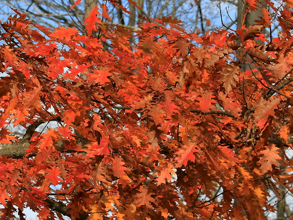 Кверкус Рубра листья