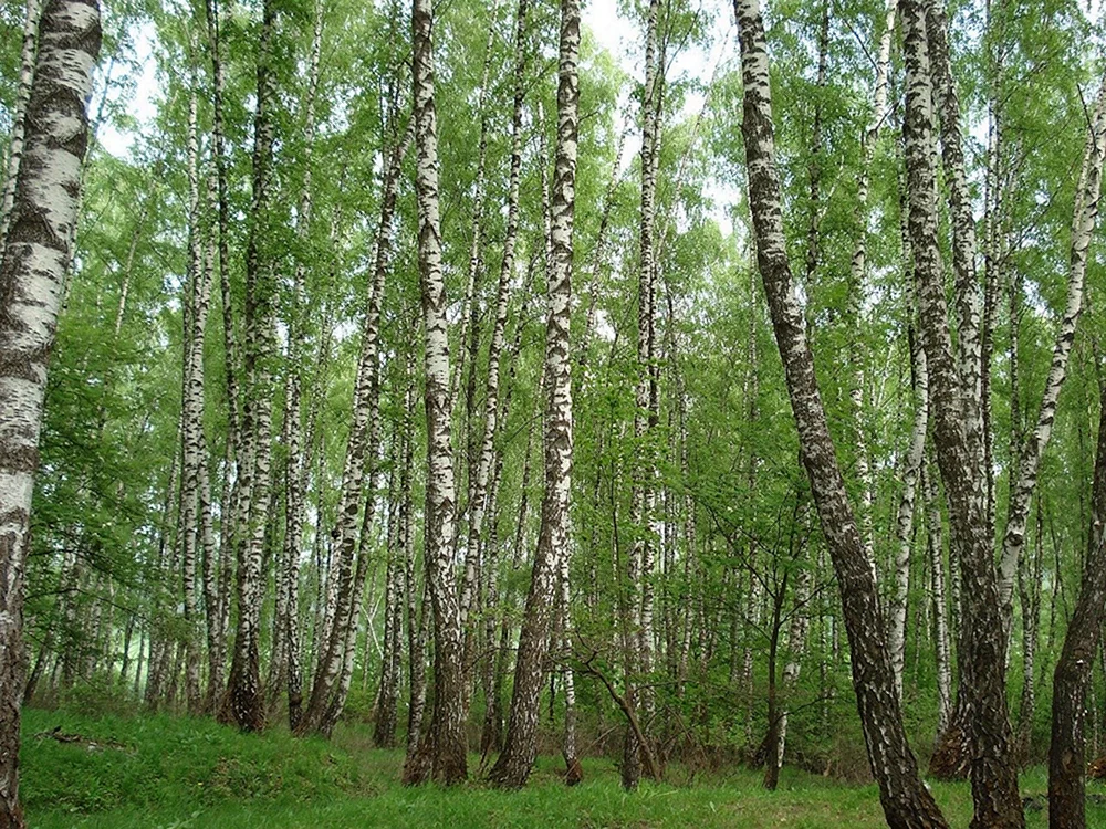 Лес березы деревья Краинка